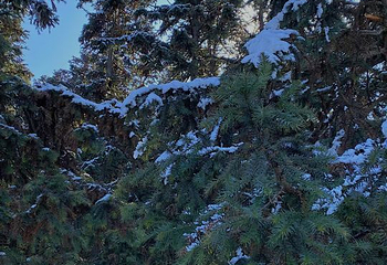 仙女山滑雪场第 15 张图片