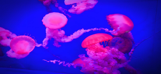海合安天津极地海洋公园第 18 张图片