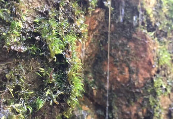 龙坞仙境第 82 张图片