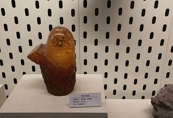 青藏高原自然博物馆第 46 张图片