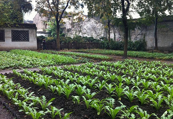 百草园第 35 张图片