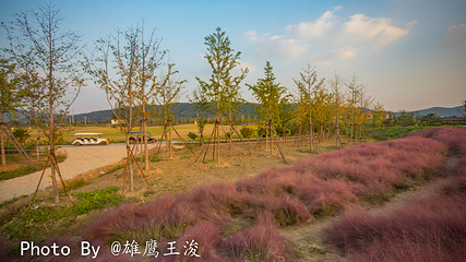 九龙湾花星球第 22 张图片