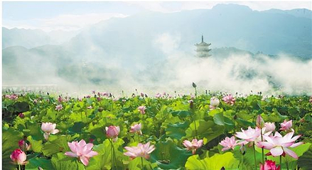 十里荷花第 10 张图片