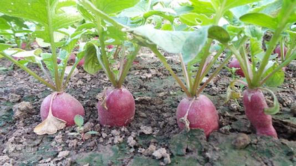 天津宏宇蔬菜草莓采摘第 6 张图片