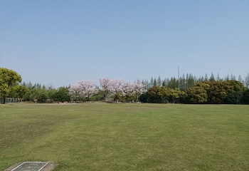 滨江森林公园第 65 张图片