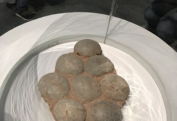 DINOLAB恐龙实验室第 14 张图片