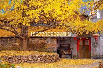 海洋银杏第 12 张图片