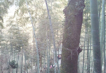 仙霞关第 56 张图片