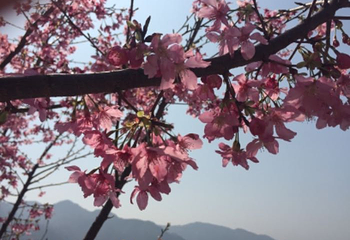 温州樱花园第 8 张图片