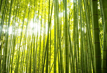 芳草园第 2 张图片