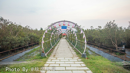 九龙湾花星球第 13 张图片