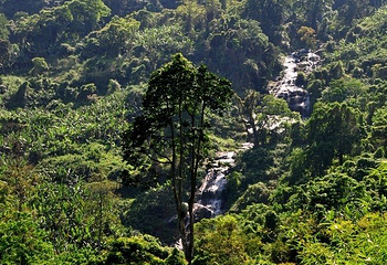 海南百花岭热带雨林文化旅游区第 47 张图片
