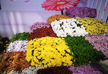 湖熟菊花园第 9 张图片