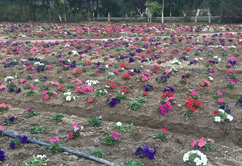 花都香草世界第 158 张图片