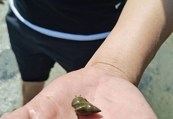 红树林拾贝赶海第 15 张图片