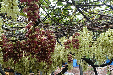 清远市（市花）禾雀花基地第 19 张图片