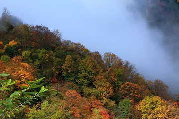 观雾山第 8 张图片