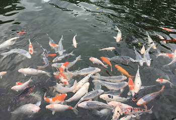 花东纵谷第 18 张图片