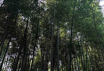 石塘竹海第 10 张图片