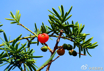 红豆杉漂流第 4 张图片