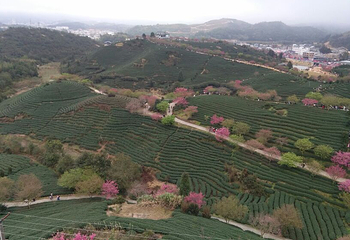永福台品樱花茶园第 41 张图片