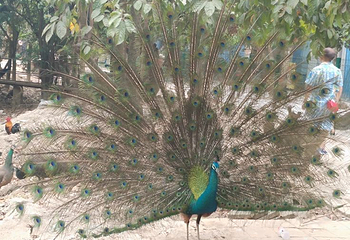 西双版纳野生动物园第 55 张图片