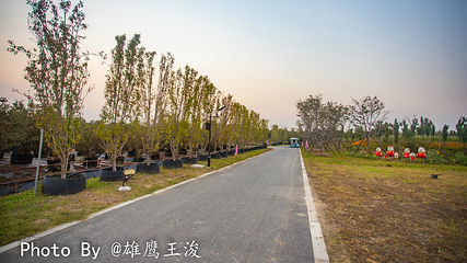 九龙湾花星球第 12 张图片
