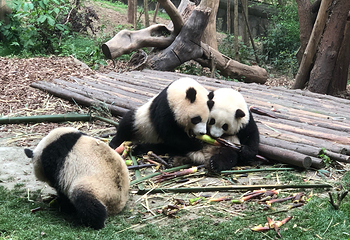 成都大熊猫繁育研究基地第 807 张图片