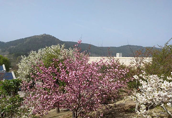 龙王塘樱花园第 28 张图片