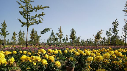 中国菊园第 20 张图片