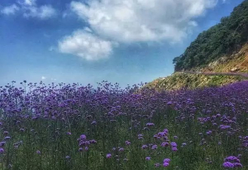 黔北花海第 19 张图片