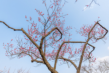 梅花山第 33 张图片