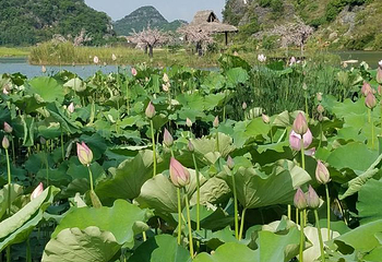 菜花箐第 14 张图片
