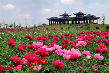 扬州芍药园第 29 张图片