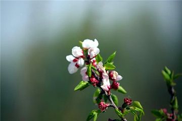 托克逊杏花林第 7 张图片