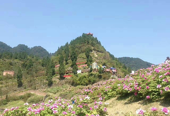 重庆垫江牡丹生态旅游区第 9 张图片