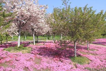 古柏渡丰乐樱花园第 19 张图片