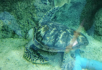 大明湖海底世界第 32 张图片