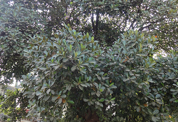 菩提寺第 4 张图片