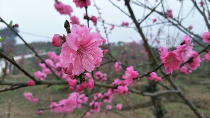 美樱花海第 31 张图片