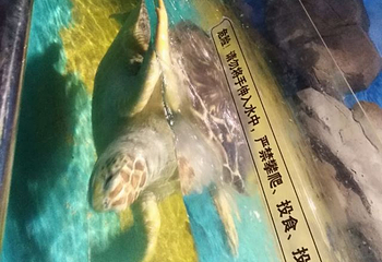 聊城海底世界第 8 张图片