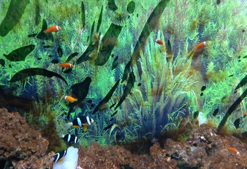 绵阳海底世界第 29 张图片