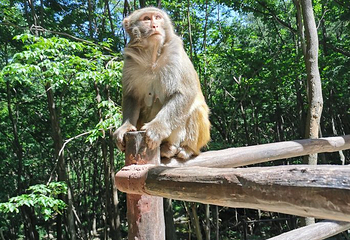 内乡宝天曼生态文化旅游区第 18 张图片