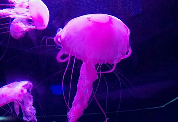 南海洋水母王国第 31 张图片