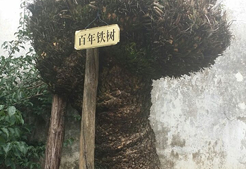 陇西世族庄园第 9 张图片