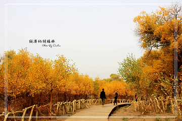 胡杨林第 21 张图片