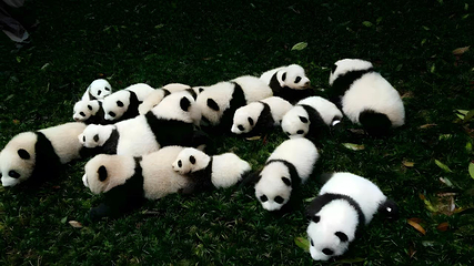 都江堰中华大熊猫苑(原熊猫乐园)第 41 张图片