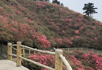 蔡甸消泗油菜花第 14 张图片