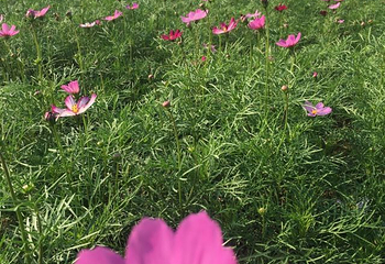 伏热花海庄园第 44 张图片
