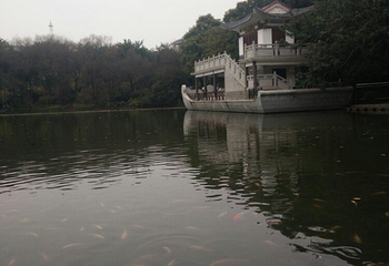 广西壮族自治区南宁市金花茶公园第 19 张图片